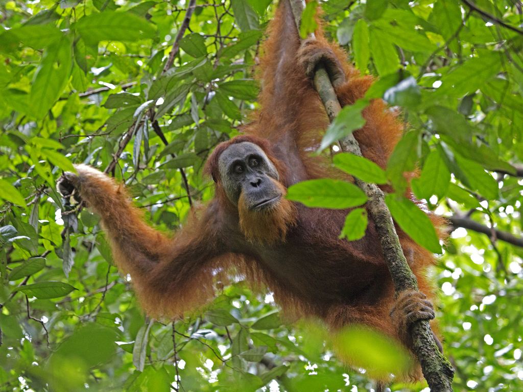 Orangutan Sumatra