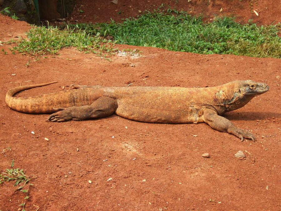 Komodo